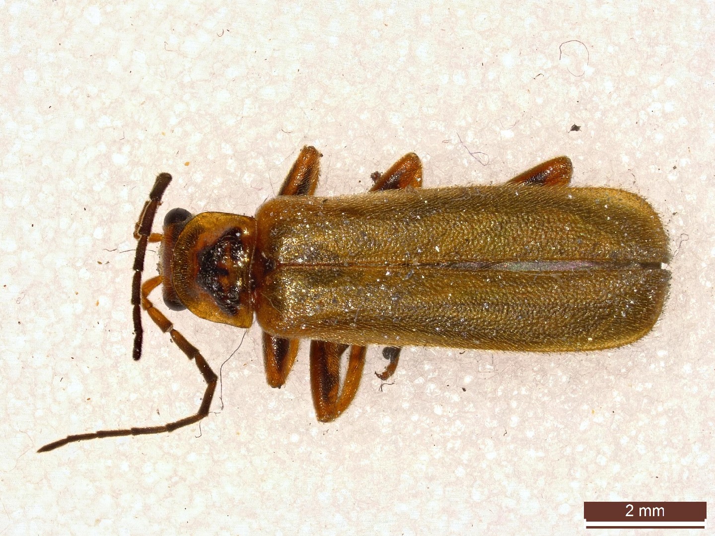 Cantharis figurata (Cantharis figurata) Picture Insect