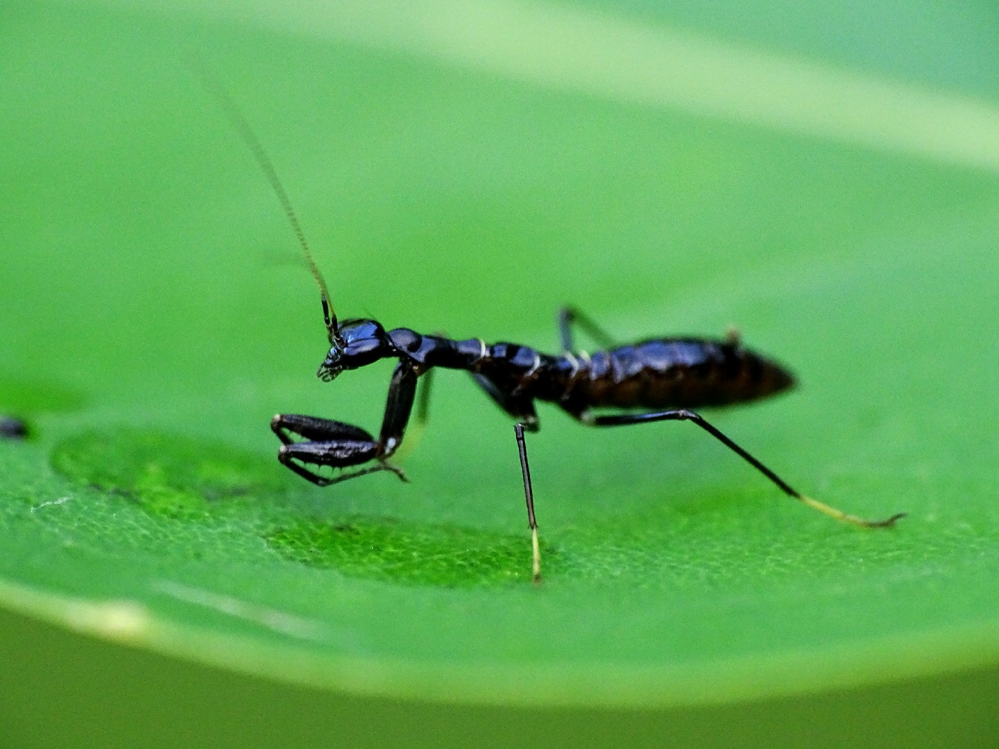 Odontomantis (Odontomantis) Picture Insect