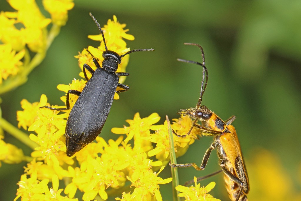 Epicauta pensylvanica (Epicauta pensylvanica) Picture Insect