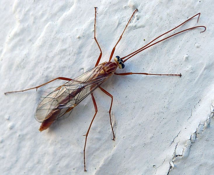 Ophion obscuratus (Ophion obscuratus) Picture Insect