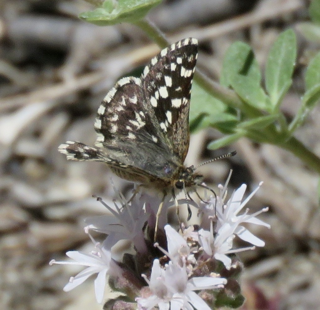Pyrgus ruralis (Pyrgus ruralis) Picture Insect