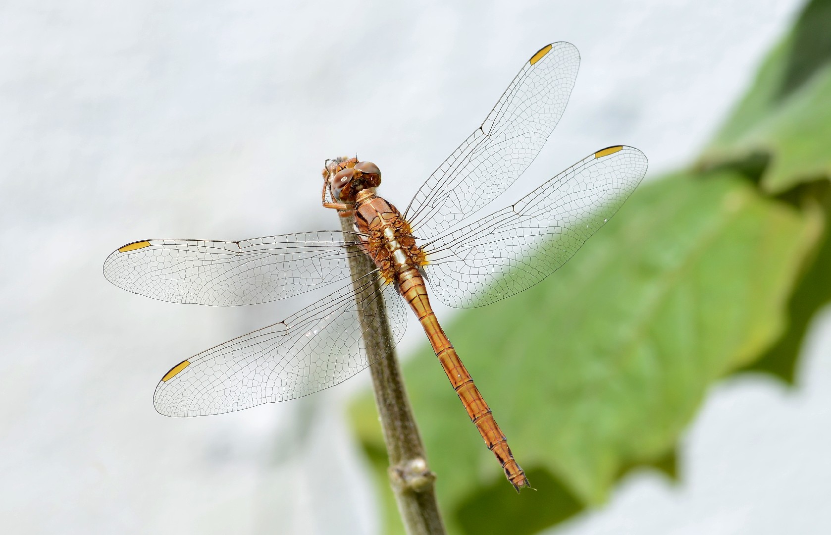 orth-trum-bleuissant-orthetrum-coerulescens-picture-insect